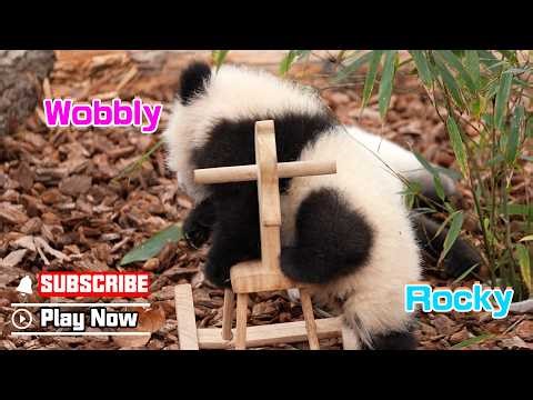 Panda Baby’s First Rocking Horse Lesson | iPanda