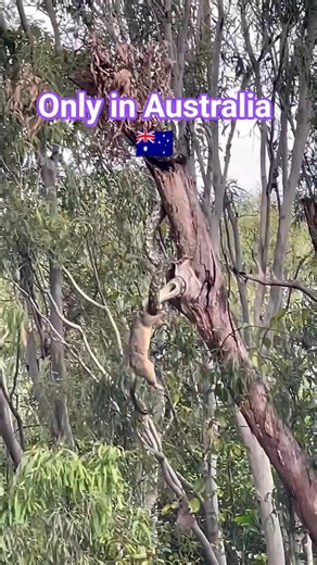 Why Australian Wildlife is Dangerous? 😳 ☠️ #python #possums #dangerous
