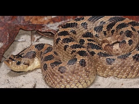 The Sad Fate of the Southern Hognose Snake