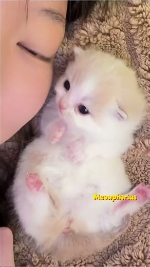 These Tiny Kittens Never Miss the Beat... 🎵🐱 #Shorts #CuteKitten #cats