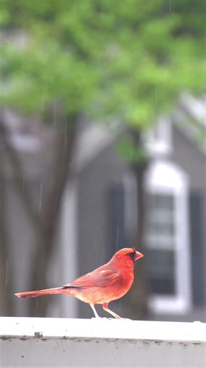 Beautiful Northern Cardinal Bird | Relaxing Nature & Bird Sounds | 4K Wildlife #nature