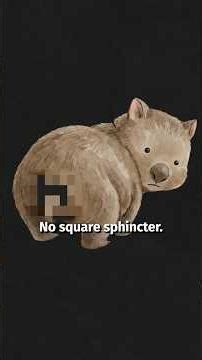 Wombat Poop Is Weird...