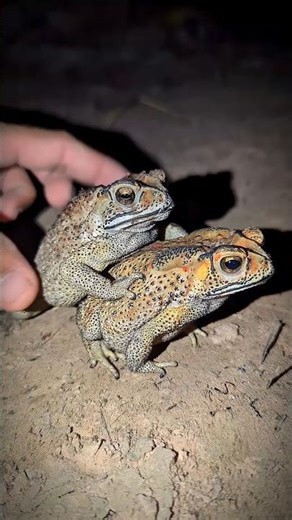 Catching Frogs viral funny | Funny Froggy Moment Try Not To Laugh