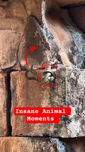 Top 5 Insane Animal Moments Caught on Camera 🎥 #animals #moments