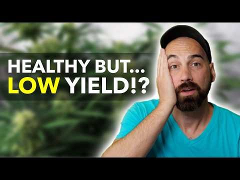 Your Plants Look Healthy—So Why Are Yields So Low?