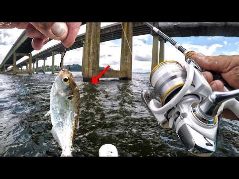 I Dropped This Live Bait To The Bottom Of This Bridge And Caught THIS!!!