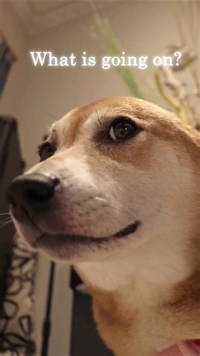 Whatchu gonna do ❓ #shibainu