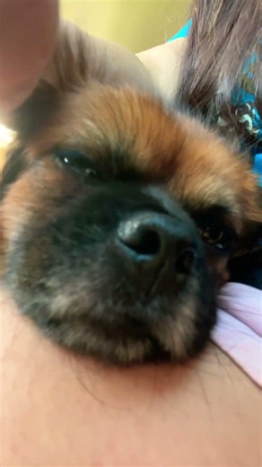 On a little trip, listening to Jim Gaffigan #puppy #sleep