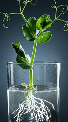 Title: 99% People Don’t Know Peas Can Grow in Water | Amazing Plant Timelapse 🌱#peas #shorts