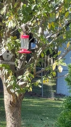 The battle between hummingbirds and a praying mantis!