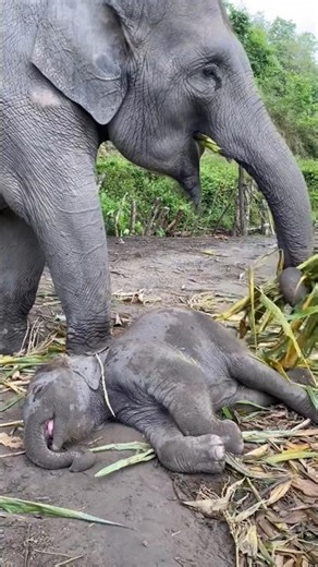 Most Adorable Baby Elephant Nap Ever! 🥹 #babyelephant #cuteanimal #wildlife #shorts