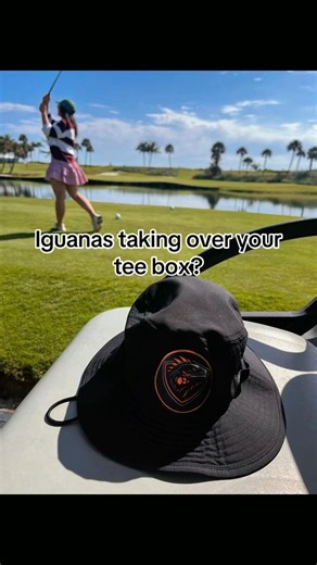 Iguanas taking over your tee box?