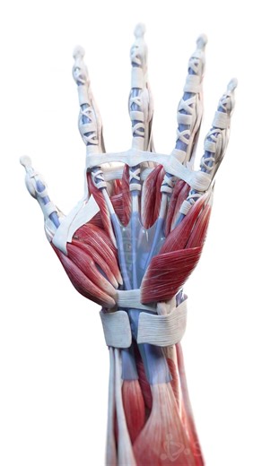 Hand Anatomy in Motion: Bones, Muscles, Ligaments #Shorts #Anatomy