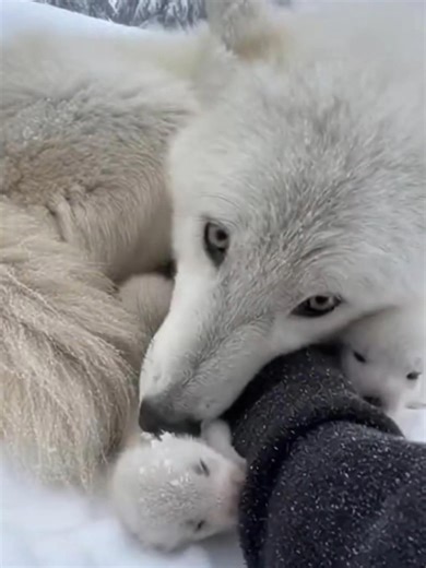 I Helped a Wolf Rescue Her Pups - See What Happens Next #fyp #Wolf #animalrescue