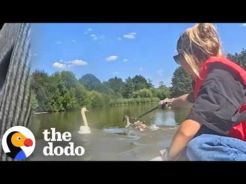 Rescuers Try To Save Baby Swan While Mom Stays By Her Side | The Dodo