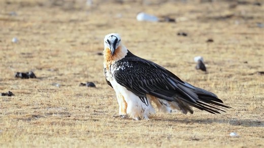 Bearded Vulture (胡兀鹫,Gypaetus barbatus), in Qinghai province. It is under top-class state protection in #China. ❤❤❤ #Nature #Peace #wildlife #Chinese #love #travel | Lin hillside
