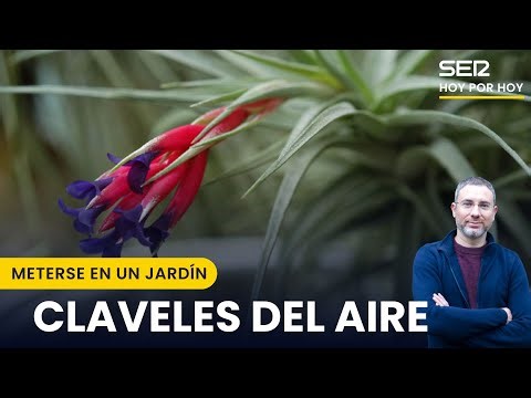 🌼 CLAVELES DEL AIRE, plantas MUY ESPECIALES casi SIN RAÍCES | Meterse en un jardín