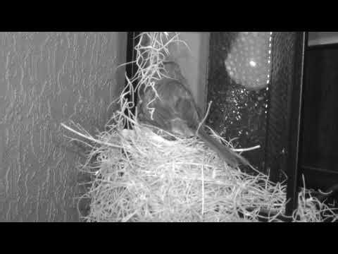 Live Cardinal Nest Cam 🐦🥚🥚🥚