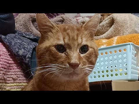 野良猫 がライブ配信中！