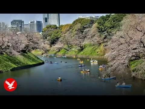Tokyo’s cherry blossom season blooms across the city