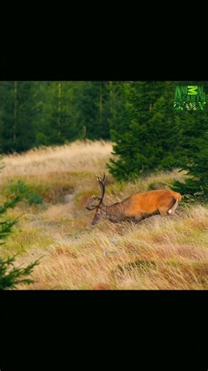 Deer in Forest #deer #forest #wildlife #nature #animals #scenery
