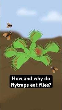 How do a venus flytrap's traps work? #biology #physiology #nature #evolution #plants #animation