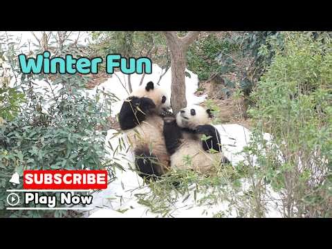 Snow Day Showdown: Panda In Action | iPanda