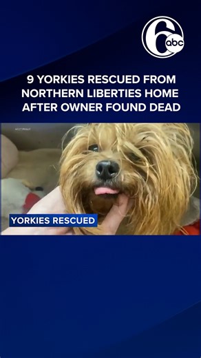 Rescuers saved nine Yorkshire Terriers from a home in Philadelphia. | 6abc Action News