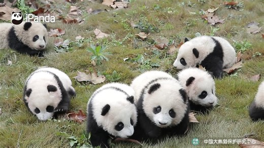 Cheers to all nine panda cubs, stepping into 2026 together. #panda #cheer #PandaLife #CCRCGP #NewYearsDay For more panda information, please check out: https://en.ipanda.com | iPanda
