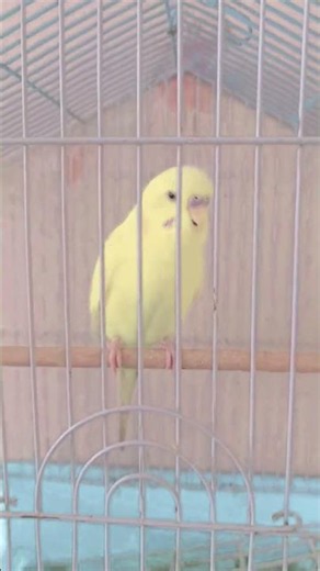 parrot sound 🦜 🐦 Energetic Playing And Chirping ❤️ #youtubeshorts #birds #love #shorts #parrot