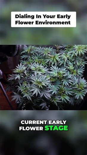 Optimal Flower Stage: Temp, VPD, Humidity & Airflow Guide