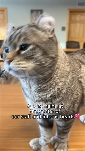 Kojo arrived at sanctuary in urgent need of healing. Now healthy and vibrant, Kojo spends his days soaking up the love and happiness he’s always deserved 🐾❤️. 👉 Read more about him and his story at WildcatSanctuary.org #rescuedcat #officecat #foreverhome #wildcatsanctuary | Wildcat Sanctuary