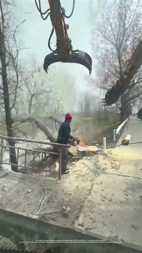 Dual Excavators Team Up to Safely Fell Giant Tree by the River