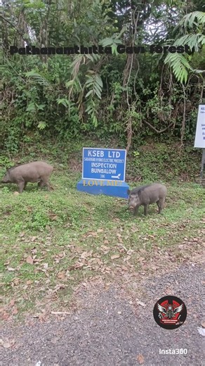 "Deep inside the lush green forest and misty hills... sits the quaint little abode, called Gavi".