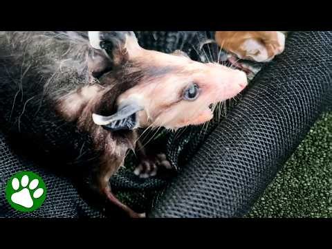 Woman Scoops Up Baby Possum Trapped in Swimming Pool 🥹❤️