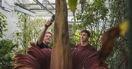 Watch Livestream of Corpse Flower in Bloom