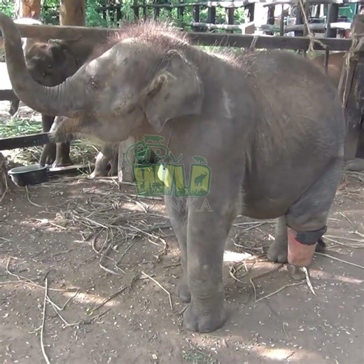 Disabled Baby Elephant’s First Steps Will Melt Your Heart 🐘❤️