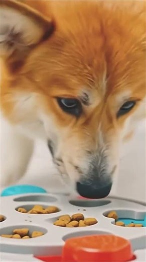 Corgi's Puzzle Quest