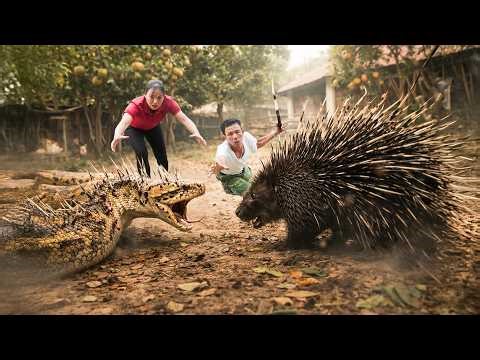 72 Hours of TERROR 😱Giant Python vs Giant Porcupine – Deadly Fight in Rural Farm | Quynh Ana Harvest