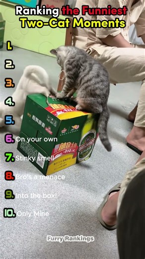 Ranking the Funniest Two-Cat Moments 😹🐾