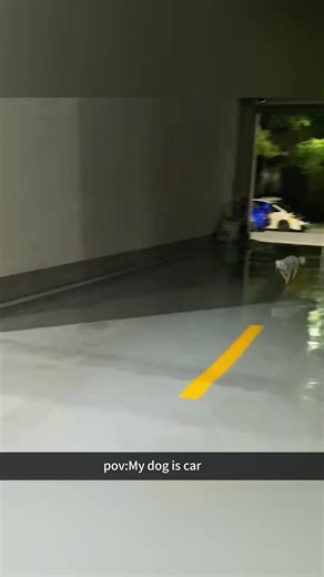 Try not to laugh 😂😂😂 #animals #haha #dog #cat #pet