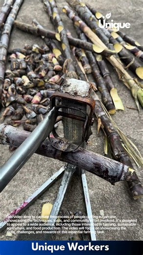 Sugarcane Cutting Machine in Action: Fresh Cane Being Chopped for Juice