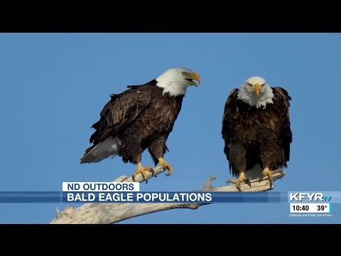 ND Outdoors: Bald Eagles