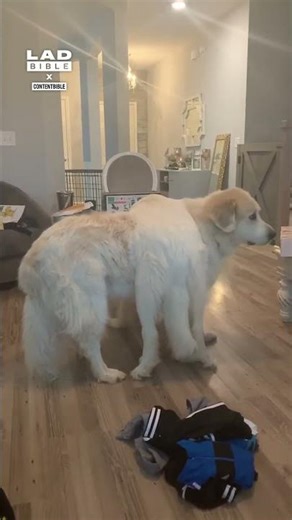 Dog gets stuck on top of brother 🤣 (🎥 CONTENTbible)