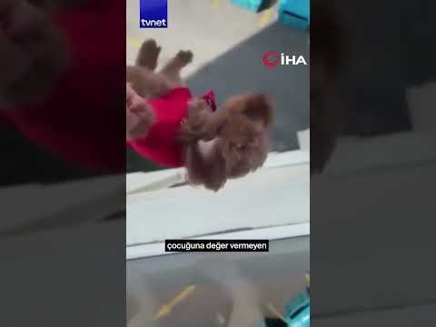 Köpeği camdan sarkıtan kadın gözaltına alındı #hayvan #köpek