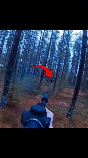 🌄Early Morning MOOSE hunt #hunting #moose #chasse