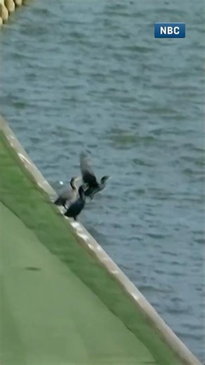 Ouch🤕! Fowl 🦆 ball