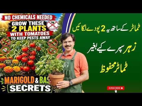 No chemicals Needed |Grow These 2 Plants with Tomatoes to Keep Pests Away |Marigold & Basil Secrets