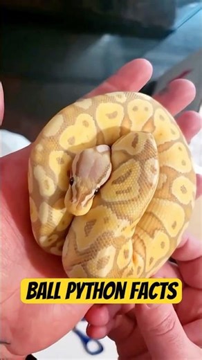 Ball python facts #reptiles #snake #animals #ballpython #shorts
