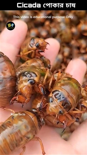 Why do Chinese people’s raise cicadas Amazing Cicada Farming cultivate cicada cicada recipe #cicada #farming #insects #interestingfacts #shorts #shortsvideo | Roza Facts